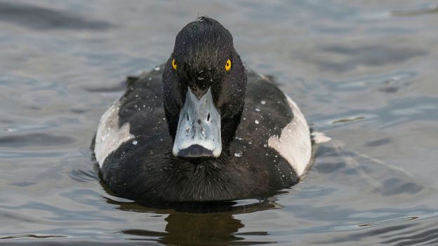 Bbc - Earth - Ninja Penguin Tops Amazing Birds