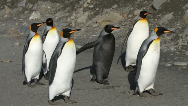 Bbc Earth Ninja Penguin Tops Amazing Birds