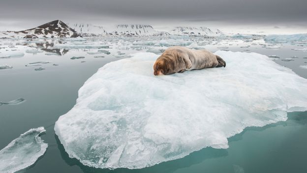 Bbc Earth The Icy Majesty Of The Svalbard Archipelago 