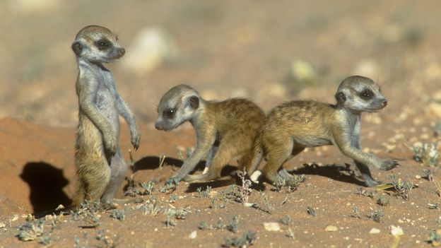 Bbc Earth The Truth About Meerkats