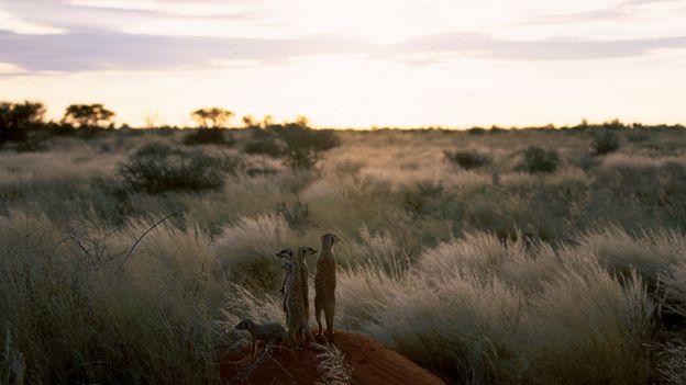 Bbc Earth The Truth About Meerkats