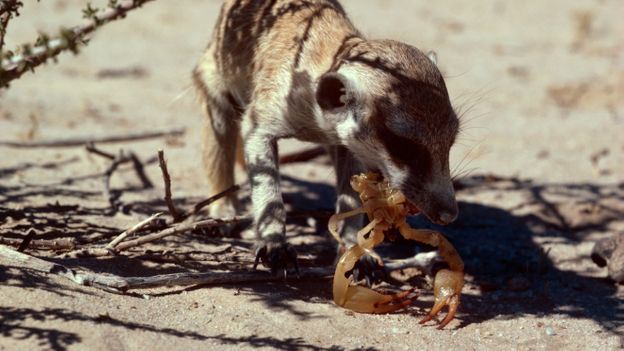 BBC - Earth - The truth about meerkats