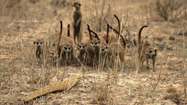 Bbc Earth The Truth About Meerkats