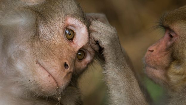 bbc-earth-male-monkeys-prefer-their-dads