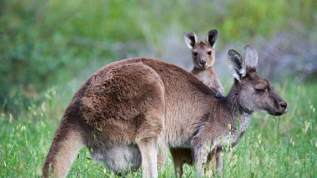 BBC - Earth - Australia's natural treasures