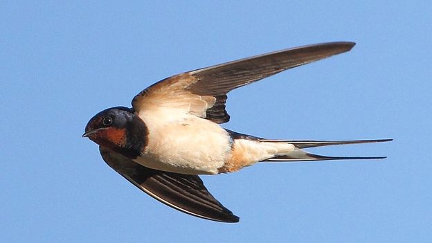 BBC - Earth - Swallows are a welcome sign of spring