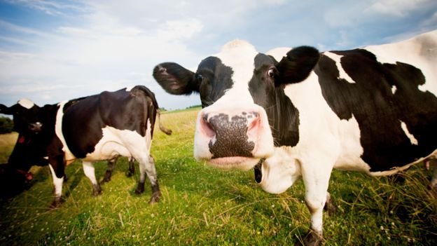 Some cows get high (credit: Christina Gandolfo/Alamy)