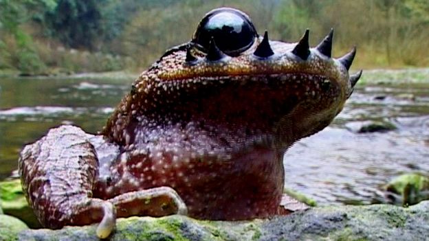 China is home to the moustached hipster toad (credit: Chinafotopress/Getty)