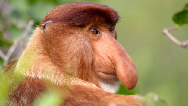 Proboscis monkeys (Nasalis larvatus) are only found on Borneo (Credit: dbimages/Alamy)