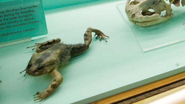 Hairy frog (Trichobatrachus robustus) specimen (Credit: The Natural History Museum/Alamy)