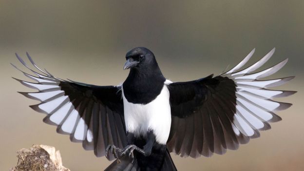 BBC - Earth - The truth about magpies