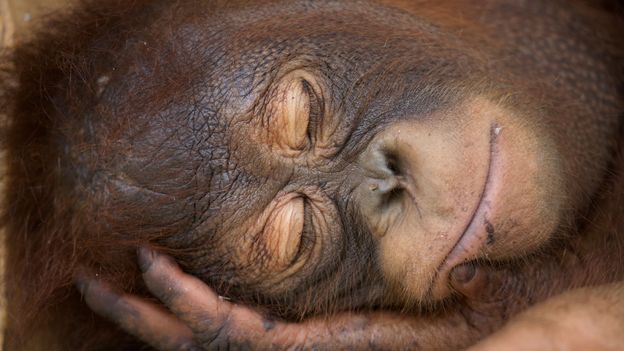 BBC - Earth - Apes reveal secrets to good sleep