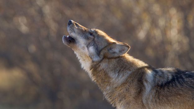 Humans find wolves howling deeply eerie (Credit: Design Pics Inc/Alamy)