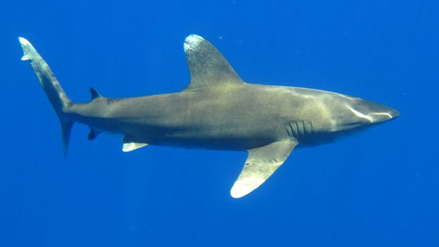 BBC - Earth - Sharks' blood gives them turbo speed