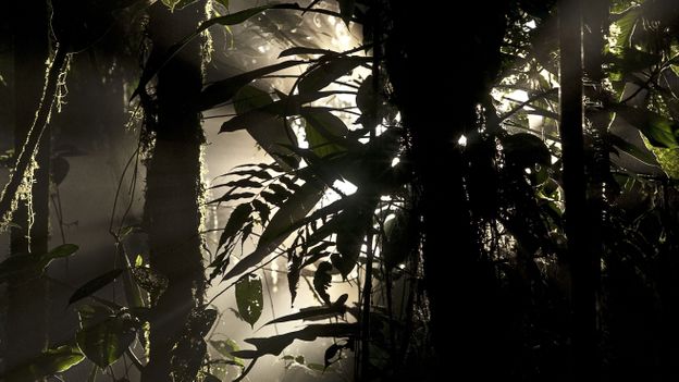 Rainforests are teeming with toxic insects (Credit: Robert Harding World Imagery/Alamy)