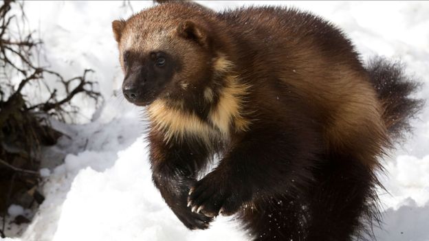 BBC - Earth - The truth about wolverines
