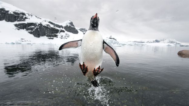 BBC - Earth - A world of amazing penguins