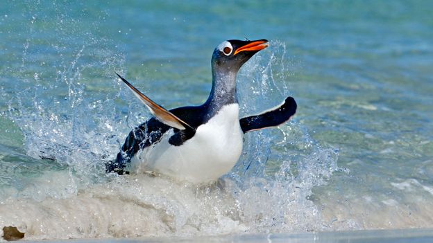 Bbc Earth A World Of Amazing Penguins