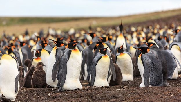 BBC - Earth - The secret life of a giant penguin colony