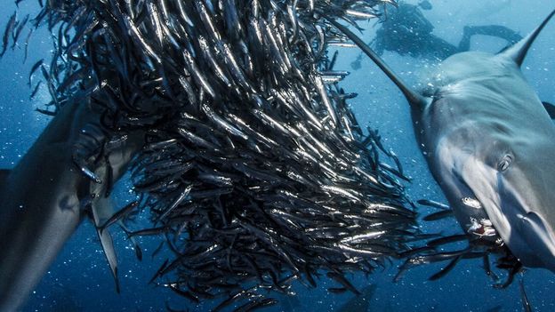 BBC - Earth - Revealing The Secret Lives Of Sharks