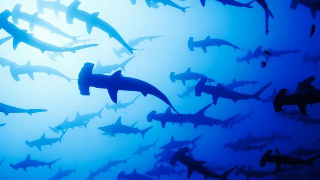 BBC - Earth - The Sensational World Of Sharks And Rays