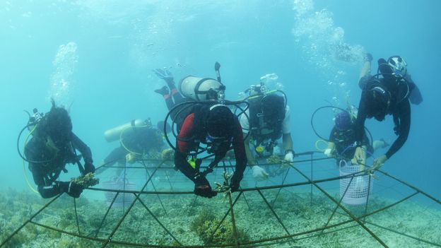 Could electric biorocks save coral reefs?