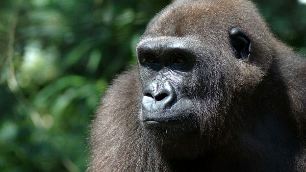 Bbc Earth How We Re Learning To Speak Gorilla