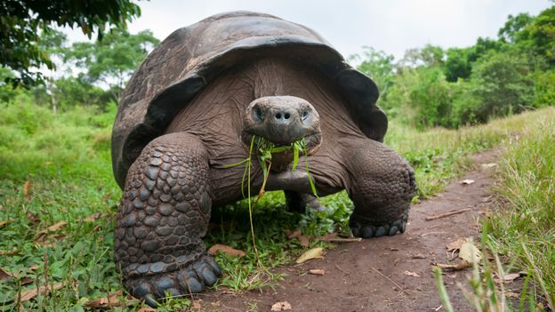 How long can galapagos tortoises live