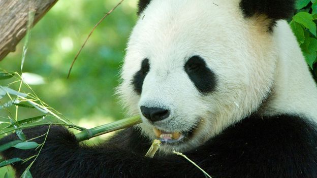Bbc Earth Giant Pandas Guts Not Suited To Bamboo