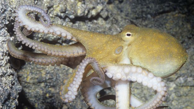 BBC - Earth - Octopuses and their relatives sense light through skin