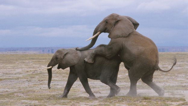 Bbc Earth The Truth About Elephants