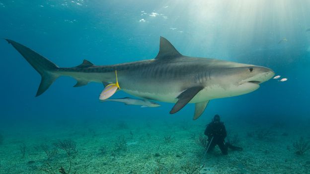 Bbc Earth Tiger Sharks Epic Migration Revealed