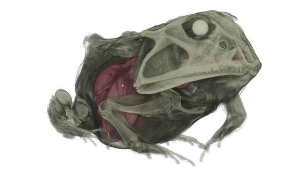 pacman frog in the wild