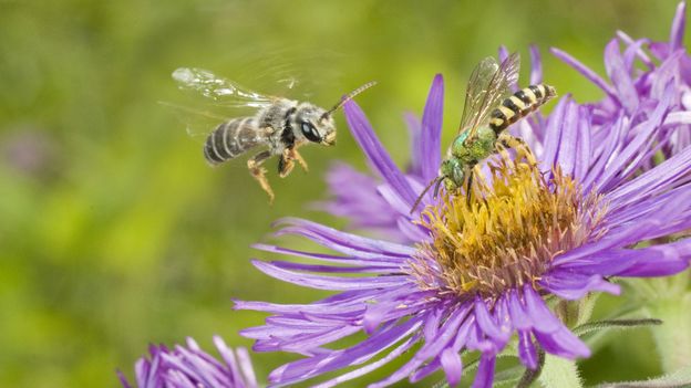 Not yellow-and-black: Halictus poeyi and Agapostemon splendens (Credit: Clay Bolt/NPL)