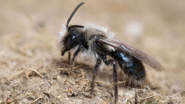 Ashy mining bees (Andrena cineraria) are common all over Europe (Credit: Andy Sands/NPL)