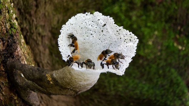 Some stingless bees (Trigona sp.) like to eat rotting flesh (Credit: Nick Garbutt/NPL)