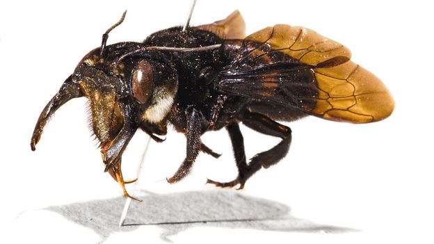 Megachile pluto may be the world's largest bee (Credit: The Natural History Museum/Alamy)