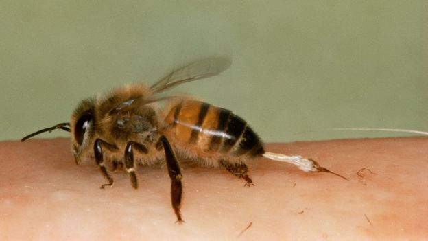 This is what it looks like when an Apis mellifera stings you (Credit: John B. Free/NPL)