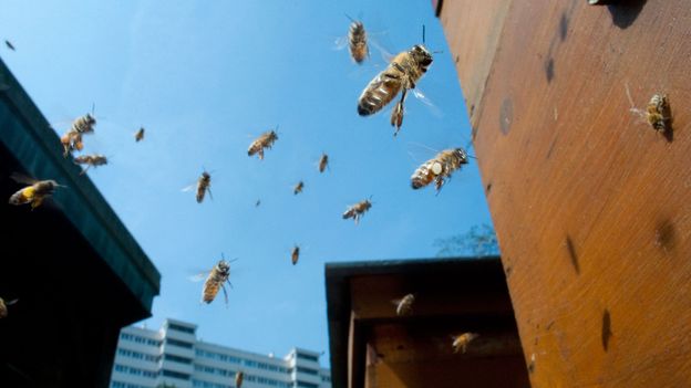 We have made European honeybees part of our daily lives (Credit: Laurent Geslin/NPL)