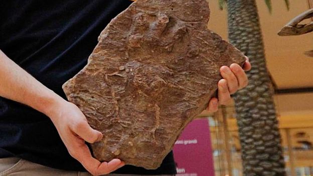 BBC - Earth - Mystery Ancient Footprints Found