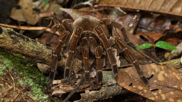 BBC - Earth - The truth about tarantulas: not too big, not too scary