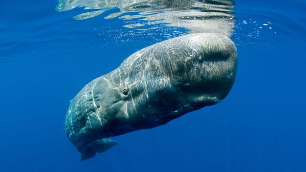 BBC - Earth - Sperm whales can remember their friends over many years