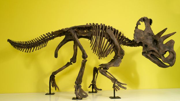 triceratops bbc