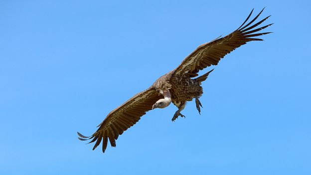 BBC - Earth - The truth about vultures