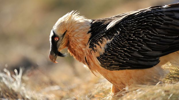 BBC Earth The truth about vultures