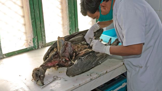 BBC Earth The truth about vultures