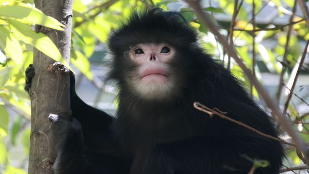 BBC - Earth - Rare photos of oddball monkey