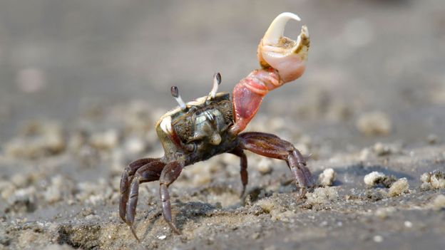 BBC - Earth - Fiddler crabs' claw power linked to lunar cycle