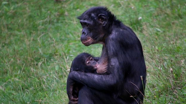 Bbc Earth Why Did Some Animals Evolve Milk And Breastfeeding