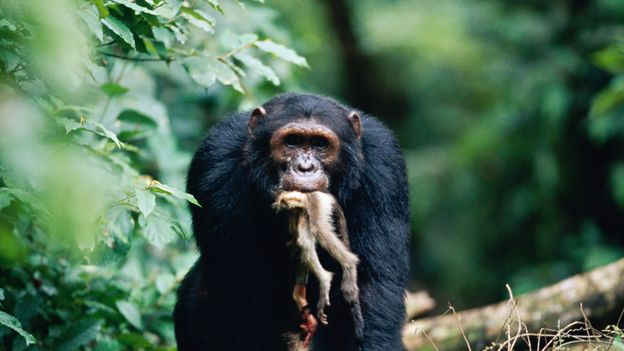 chimpanzee baby red colobus monkey